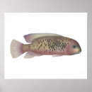 Search for aquariums posters Cichlid