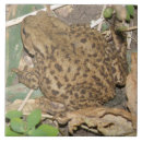 Search for toad tiles Wildlife