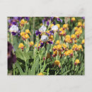 Search for monet iris postcards Giverny