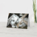 Search for bunny anniversary cards Animal