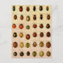 Search for insect postcards Ladybird