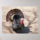 Search for wild turkeys posters Fowl