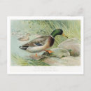 Search for mallards postcards Bird
