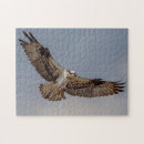 Search for osprey bird puzzles Nature