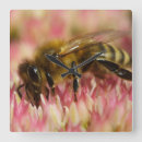 Search for honey bee clocks Beekeeper