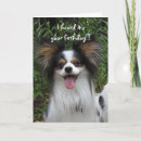 Search for papillon cards Dogs