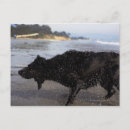 Search for sea side postcards Outdoors