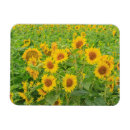 Search for danita delimont magnets Sunflower