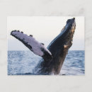 Search for baja cards invites California