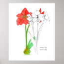 Search for amaryllis posters Red flowers