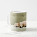 Search for golden retriever puppy mugs Domestic animals