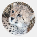 Search for leopard cub stickers Big cats