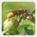 Search for hornet stickers Insect