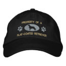 Search for flat hats Dog