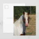 Search for haflinger postcards Pinto