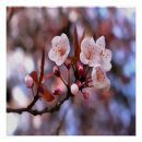Search for white cherry blossom tree posters Floral