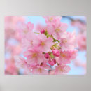 Search for cherry blossom posters Garden