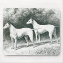 Search for working breed White