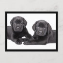 Search for black labrador retriever postcards Puppies