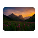 Search for wildflower magnets Montana