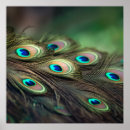 Search for blue peacock bird posters Elegant
