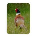 Search for pheasant magnets Bird