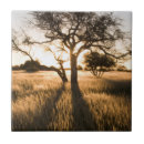 Search for acacia tree Gallo images