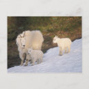 Search for ungulate postcards Herbivore
