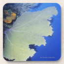 Search for common coasters Wildlife