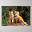 Search for fox pups posters Wildlife
