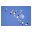 Search for migration posters Travel