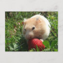 Search for hammie postcards Rodent