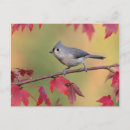 Search for tuft postcards Titmice