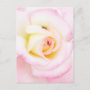 Search for soft rose postcards Roses