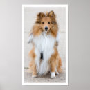 Search for sheepdog posters Sheltie