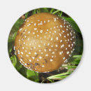 Search for capping magnets Mushroom