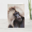Search for baboon cards Wildlife