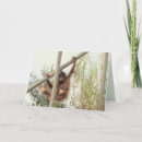 Search for orangutan birthday cards Animal