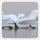 Search for orca whale stickers Wildlife