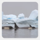 Search for iceberg stickers Wildlife