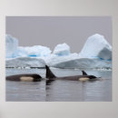 Search for orca whale posters Wildlife