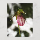 Search for slipper postcards Nature