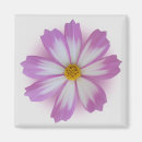 Search for transparent magnets Purple