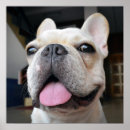 Search for animal faces posters Dog