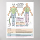 Search for medical art Chiropractic