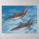Search for blue dolphins posters Aquatic