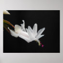 Search for christmas cactus posters Flowers
