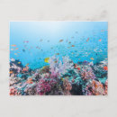 Search for diving postcards Boat