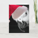Search for parrot christmas cards Funny