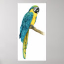 Search for tropical bird art Animal